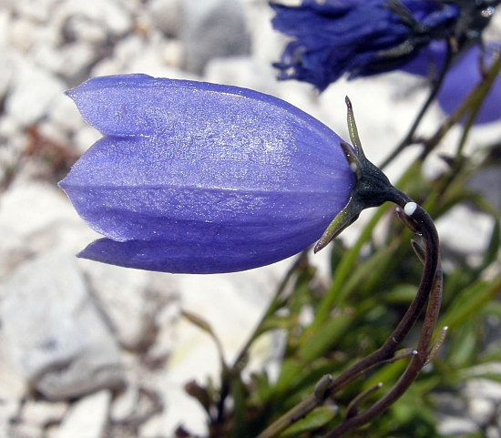 Campanula cochleariifolia
